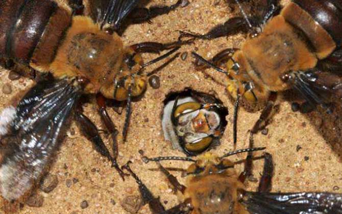 世界上十大最厲害的蜂,它們令人聞風(fēng)喪膽,第一名已殺死上千人! 道森蜜蜂