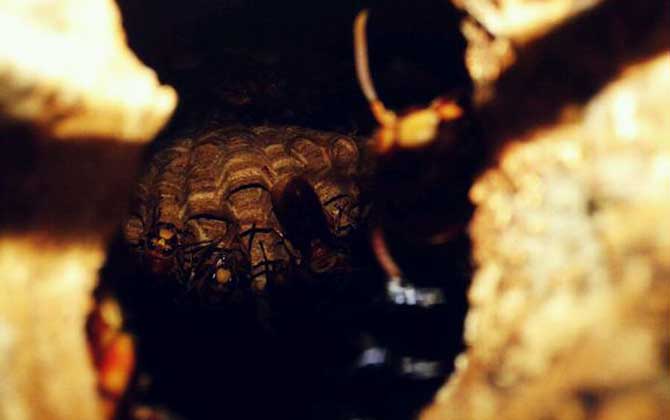 世界上十大最厲害的蜂,它們令人聞風(fēng)喪膽,第一名已殺死上千人! 洞夜胡蜂