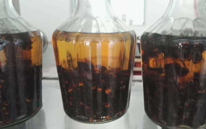 虎頭蜂酒真的能壯陽嗎?有一定的輔助效果,但飲用不當易中毒! 虎頭蜂酒