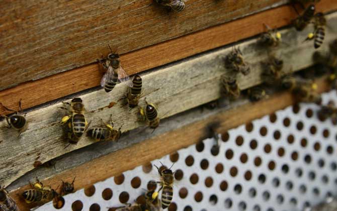 一箱蜂一年能分幾箱?沒(méi)有固定的答案,主要取決于分蜂方式! 蜜蜂
