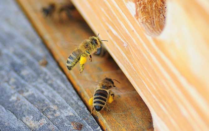 一箱蜂一年能分幾箱?沒(méi)有固定的答案,主要取決于分蜂方式! 蜜蜂