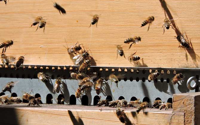 一箱蜂一年能分幾箱?沒(méi)有固定的答案,主要取決于分蜂方式! 蜜蜂