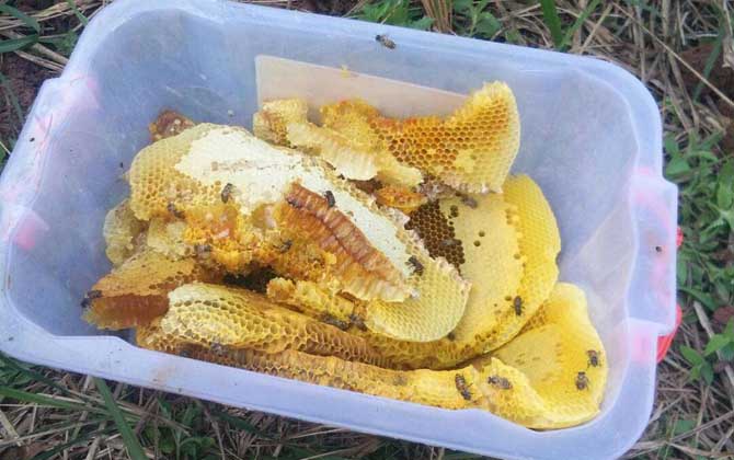 老蜂巢治療鼻炎怎么吃?小火熬成蜂巢水,內服和外用均有效! 老蜂巢