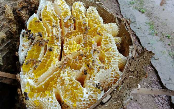 蜂巢熬水治好了鼻炎真的嗎?有一定的效果,但根治尚無依據! 蜂巢