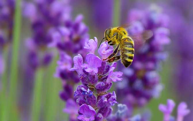 蜂毒能殺死癌細胞嗎?目前尚無定論,但蜂毒的確能防癌、抗癌! 蜂毒