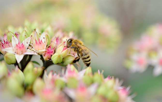 蜂毒能治療腰間盤突出嗎?有一定的效果,但效果可能并不明顯! 蜂毒