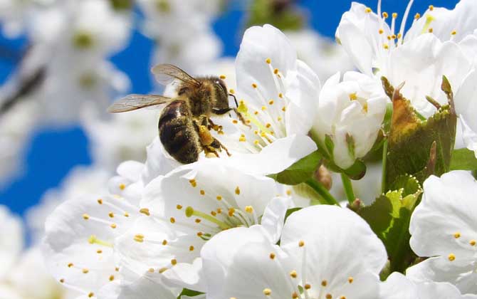 蜂毒會在體內滯留多久?時間因人而異,但一般不超過3~4天! 蜂毒