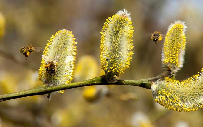 蜂毒幾天從人體就排完了?一般3~4天,代謝器官主要是腎臟! 蜂毒