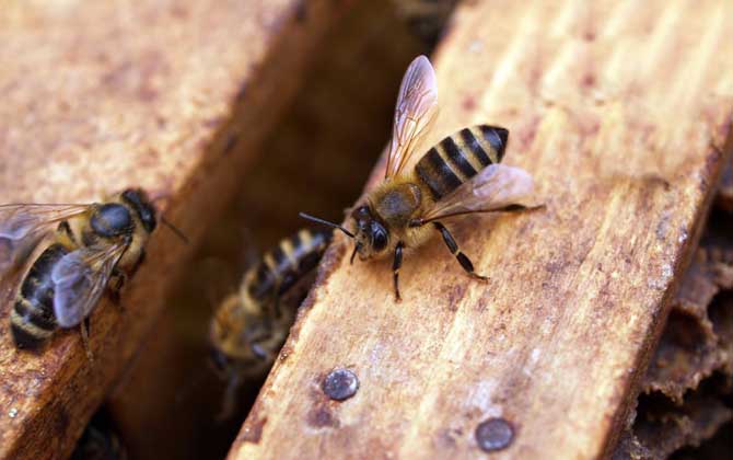 新手如何養蜜蜂?養蜂是個技術活,新手要養好蜜蜂并不簡單! 養蜂