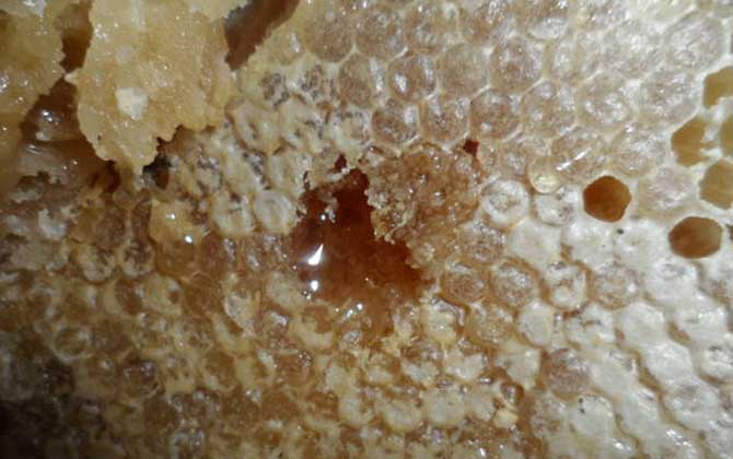 百花蜜的功效與作用及食用方法 百花蜜