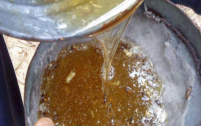 荊條蜜的功效與作用及食用方法 荊條蜜