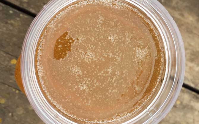 荔枝蜜的功效與作用及食用方法 荔枝蜜