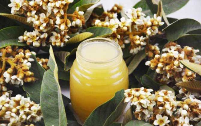 枇杷蜂蜜的功效與作用及食用方法 枇杷蜂蜜
