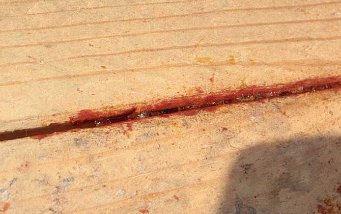 蜂膠含有哪些營養成分? 蜂膠