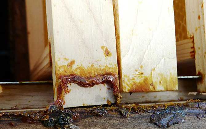 蜂膠含有哪些營養成分? 蜂膠