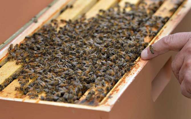 蜂膠含有哪些營養成分? 蜂膠