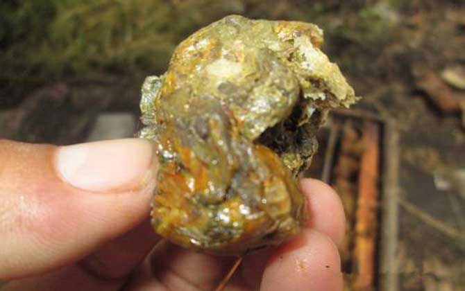 蜂膠的八大功效與作用 蜂膠