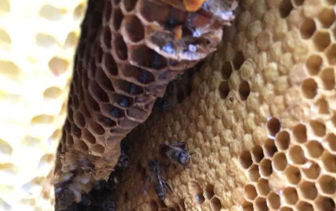 蜜蜂窩是什么做成的? 蜜蜂窩