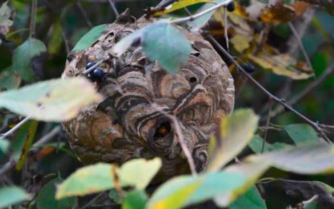 人頭蜂窩的藥用價(jià)值有哪些? 人頭蜂窩