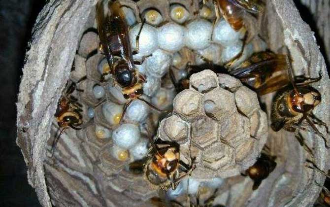 人頭蜂窩的藥用價(jià)值有哪些? 人頭蜂窩