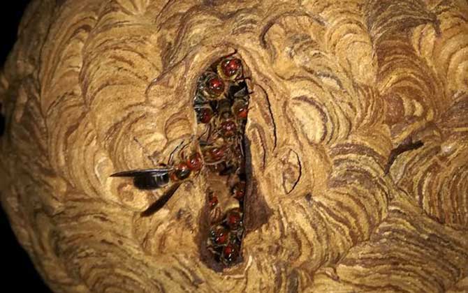 人頭蜂窩的藥用價(jià)值有哪些? 人頭蜂窩