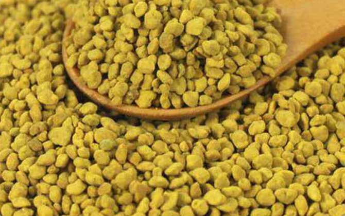 玉米花粉的功效與作用及食用方法 玉米花粉