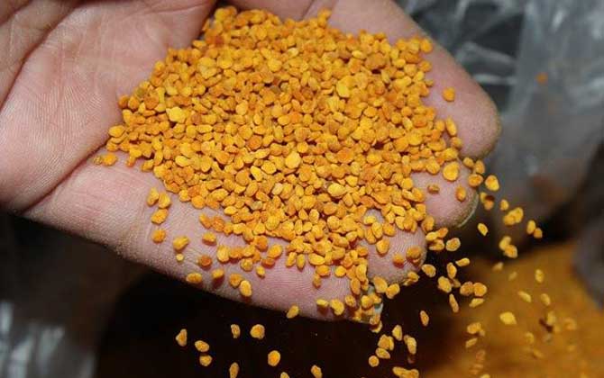 茶花粉適合什么人吃? 茶花粉