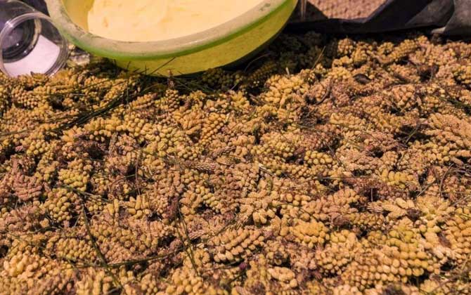 長期服用松花粉會誘發癌癥嗎? 松花粉