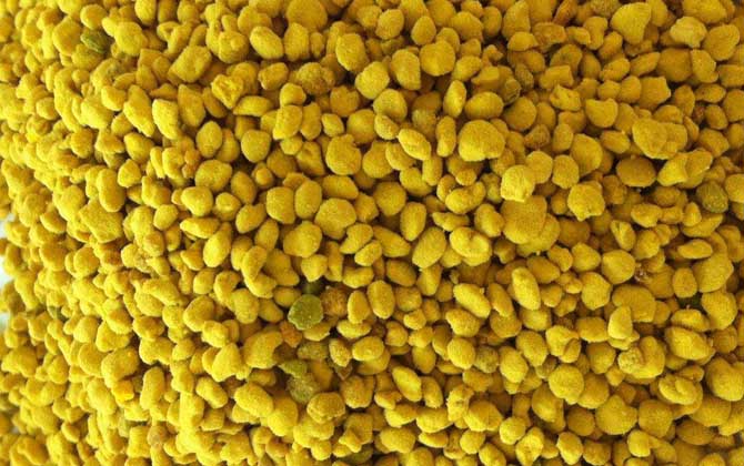 油菜花粉的功效與作用及禁忌人群 油菜花粉