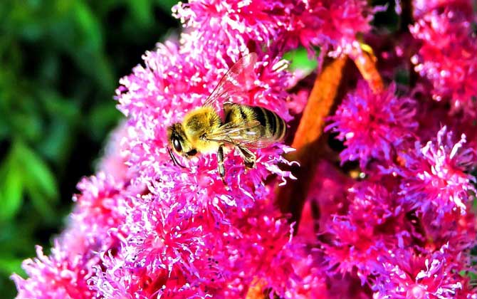 蜂毒真的能治類風濕嗎? 蜜蜂