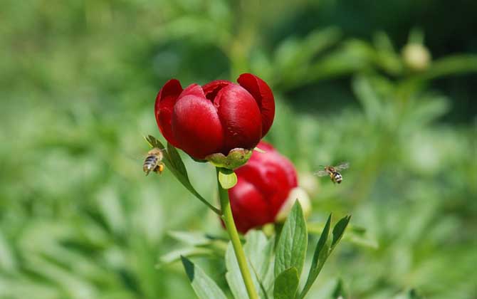 蜂毒對蜂群有什么作用? 蜜蜂