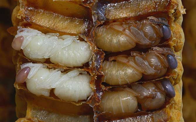 最新蜂蛹價格多少錢一斤? 蜂蛹