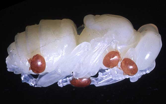 蜂蛹的功效與作用及食用方法 蜂蛹