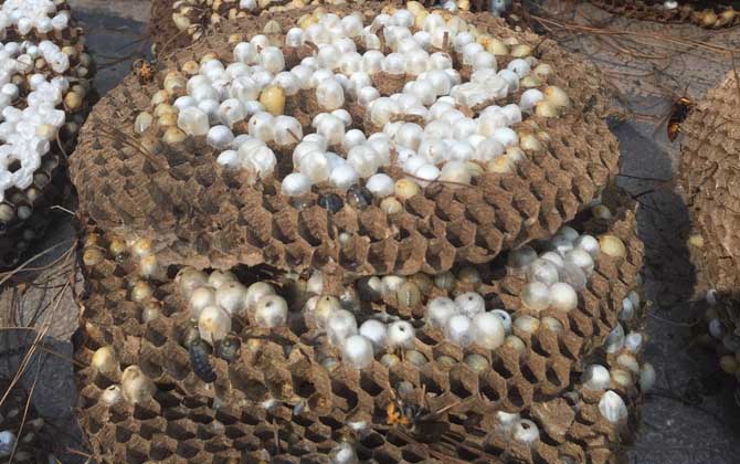 女人吃蜂蛹有什么好處? 蜂蛹