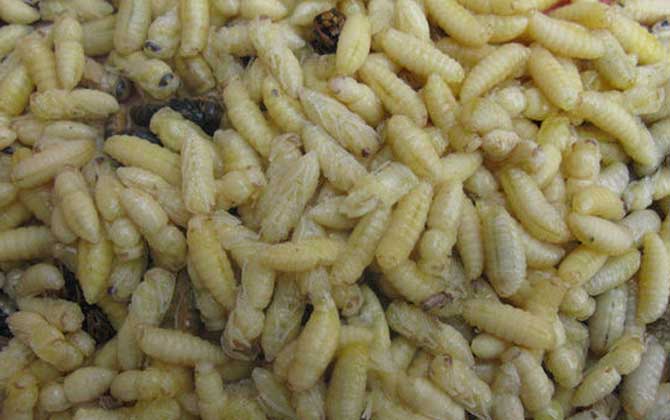 女人吃蜂蛹有什么好處? 蜂蛹