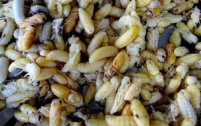 孕婦可以吃蜂蛹嗎? 蜂蛹