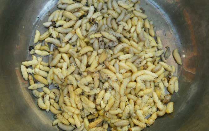 蜂蛹怎么吃最有營養? 蜂蛹