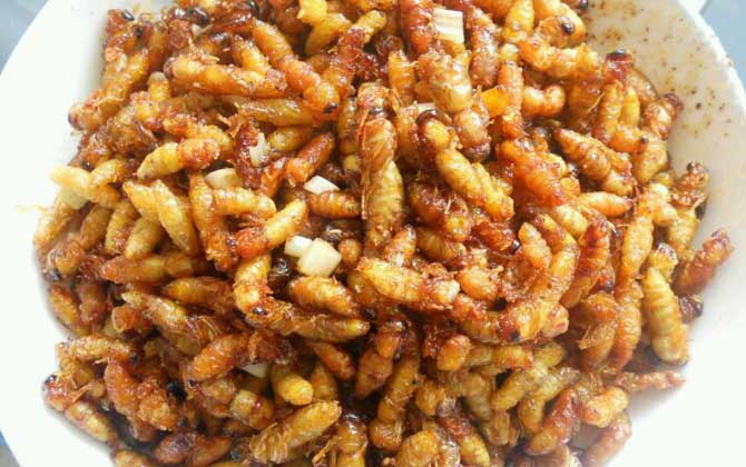 蜂蛹怎么吃最有營養? 蜂蛹