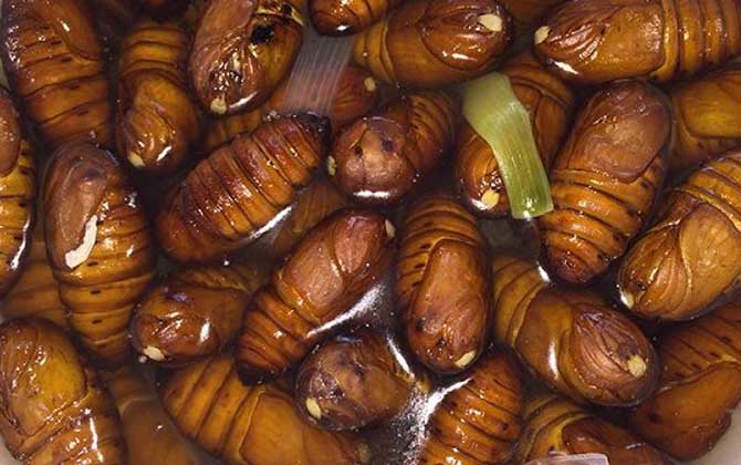 蜂蛹和蠶蛹的區別 蠶蛹