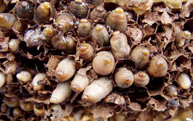 蜂蛹的功效與作用及禁忌人群 蜂蛹