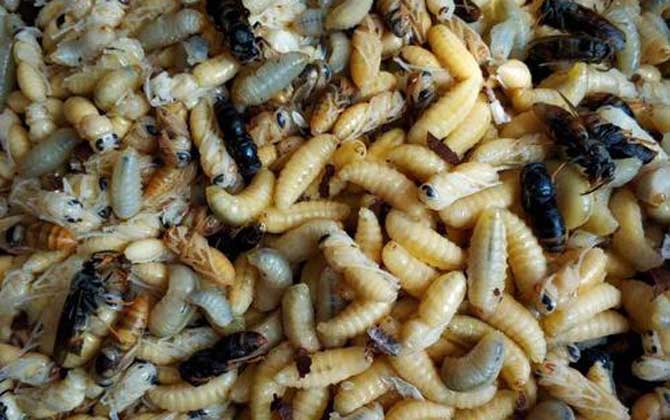 蜂蛹泡酒的作用與功效及簡單做法 蜂蛹