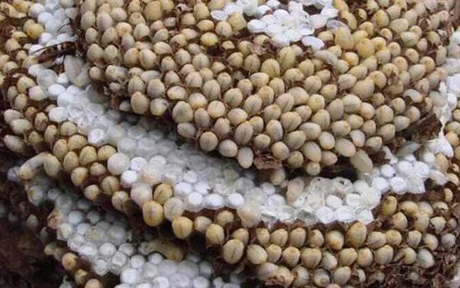 蜂蛹泡酒的作用與功效及簡單做法 蜂蛹