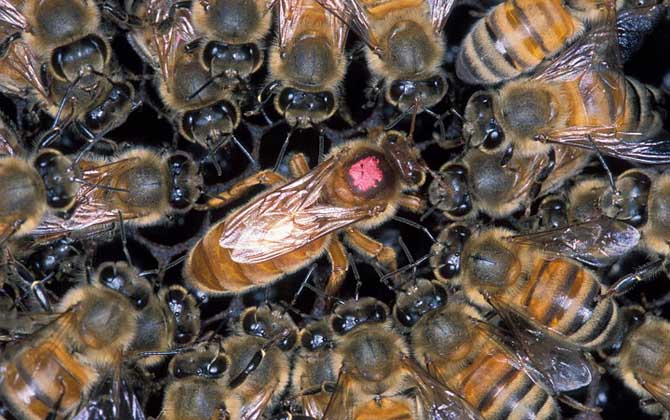 蜂群失王有哪些表現? 蜂群失王