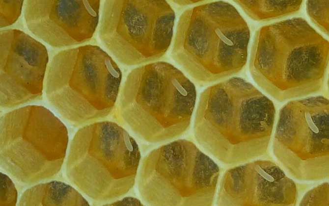 蜜蜂王臺是什么樣的? 蜜蜂王臺