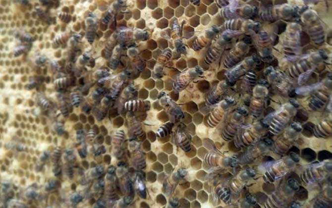 蜂王是公的還是母的? 蜂王