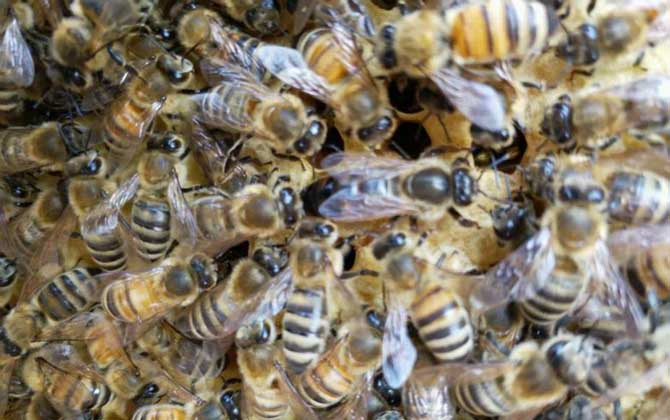 蜂王怎么識別和尋找? 蜂王