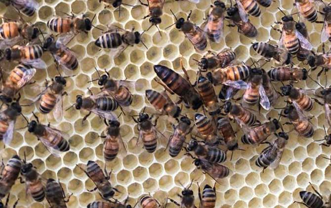 蜂王怎么識別和尋找? 蜂王