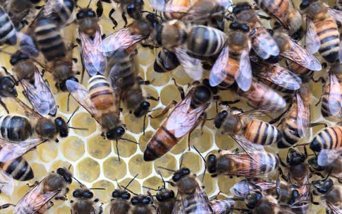 最簡(jiǎn)單有效的換王方法 換王