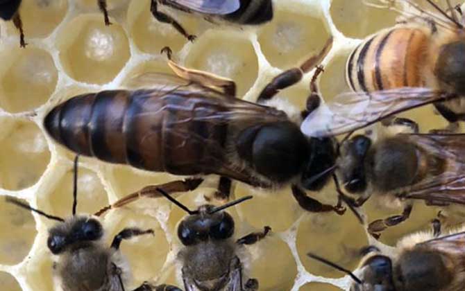 最簡(jiǎn)單有效的換王方法 換王