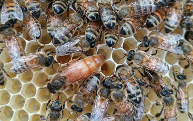 最簡(jiǎn)單有效的換王方法 換王